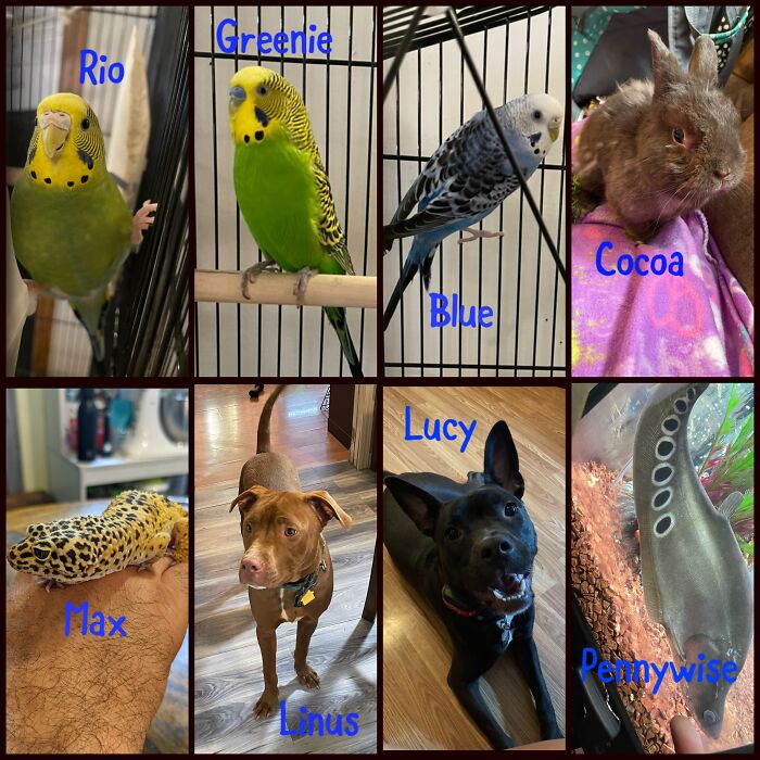 Hey Pandas, Tell Us About Your Pets (Closed) Hey Pandas, Tell Us About Your Pets (Closed)