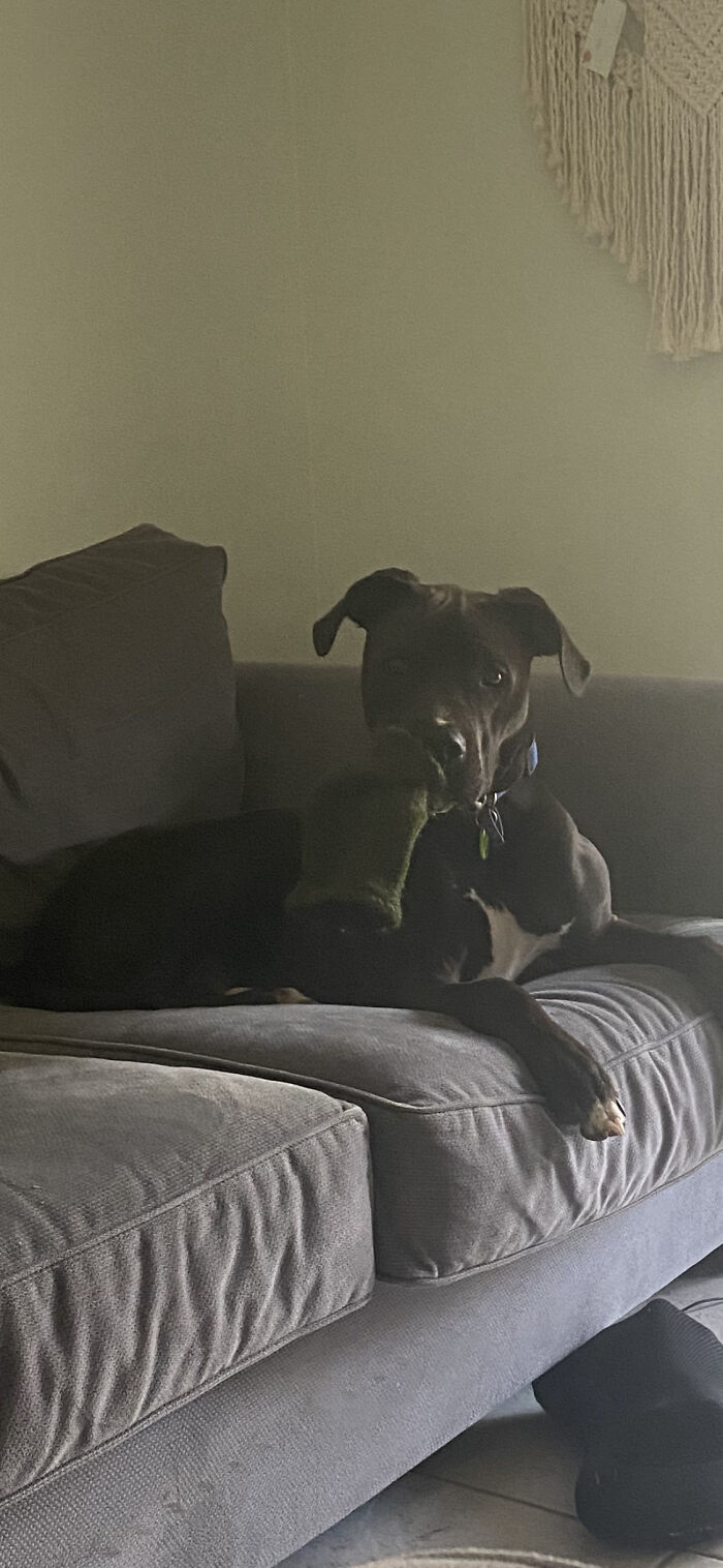 Hey Pandas, Tell Us About Your Pets (Closed) Hey Pandas, Tell Us About Your Pets (Closed)