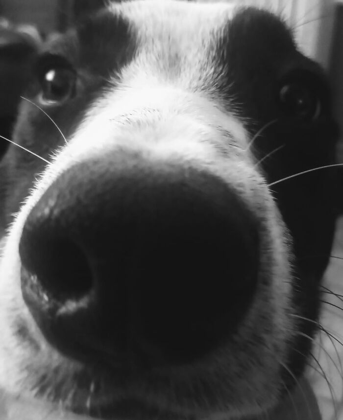 Hey Pandas, Tell Us About Your Pets (Closed) Hey Pandas, Tell Us About Your Pets (Closed)