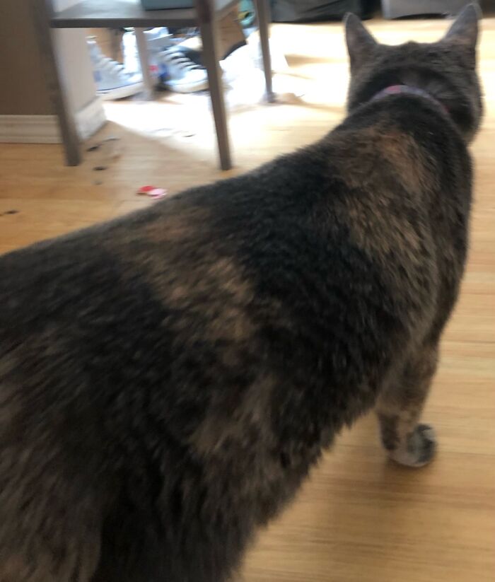 Hey Pandas, Tell Us About Your Pets (Closed) Hey Pandas, Tell Us About Your Pets (Closed)