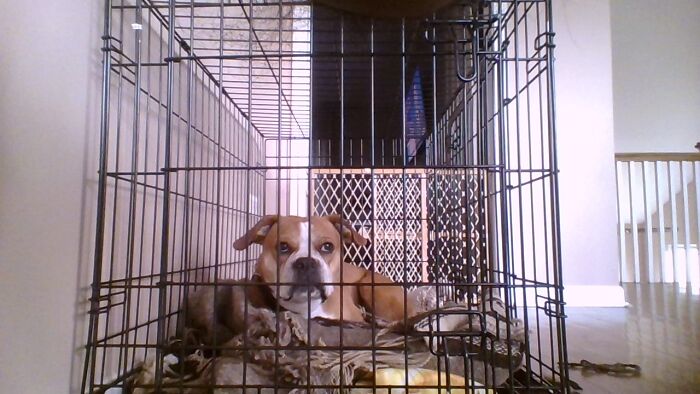 Hey Pandas, Tell Us About Your Pets (Closed) Hey Pandas, Tell Us About Your Pets (Closed)