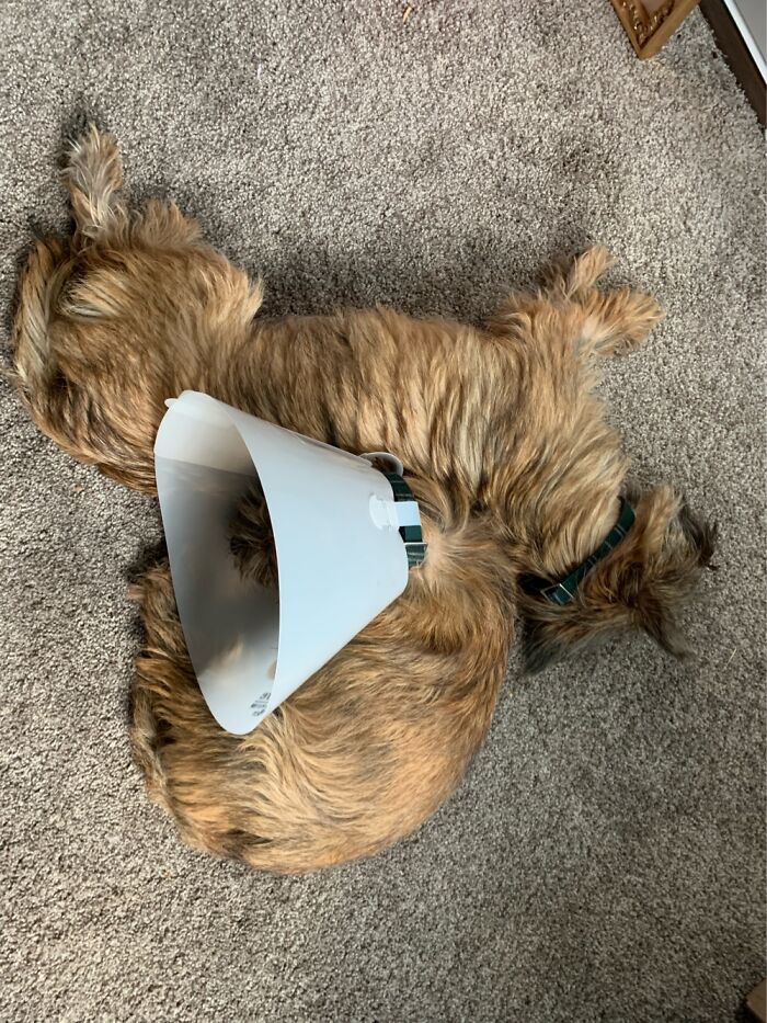 Hey Pandas, Tell Us About Your Pets (Closed) Hey Pandas, Tell Us About Your Pets (Closed)