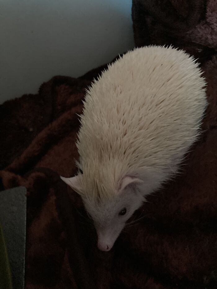 Hey Pandas, Tell Us About Your Pets (Closed) Hey Pandas, Tell Us About Your Pets (Closed)