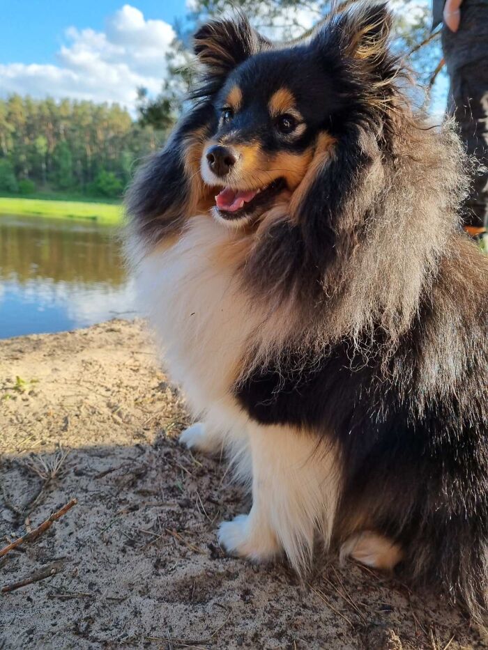 Hey Pandas, Tell Us About Your Pets (Closed) Hey Pandas, Tell Us About Your Pets (Closed)