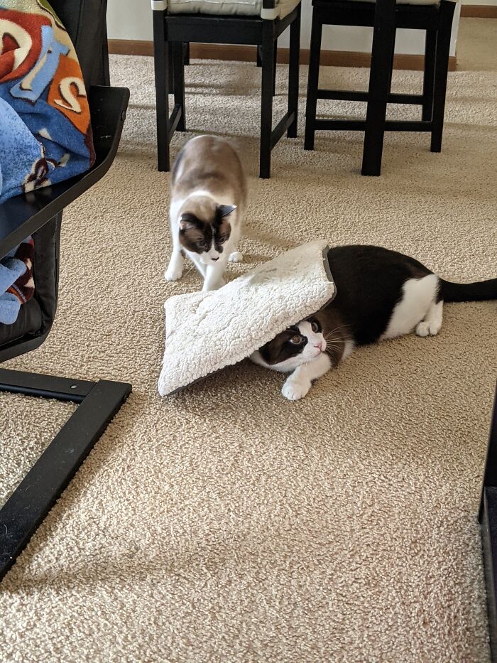 Hey Pandas, Tell Us About Your Pets (Closed) Hey Pandas, Tell Us About Your Pets (Closed)