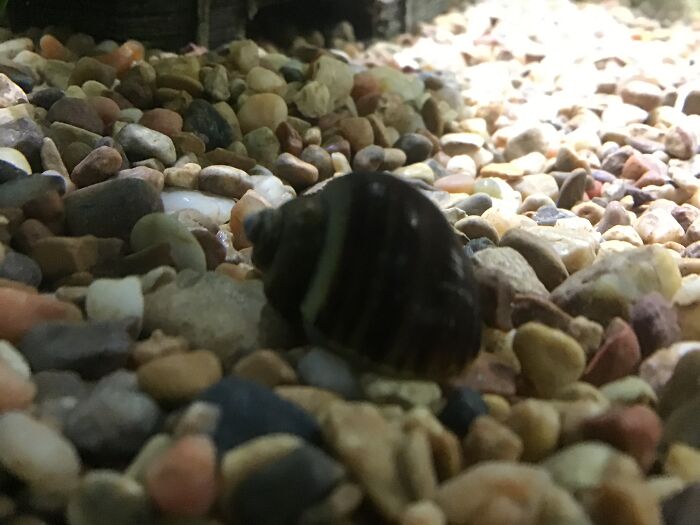 Hey Pandas, Tell Us About Your Pets (Closed) Hey Pandas, Tell Us About Your Pets (Closed)