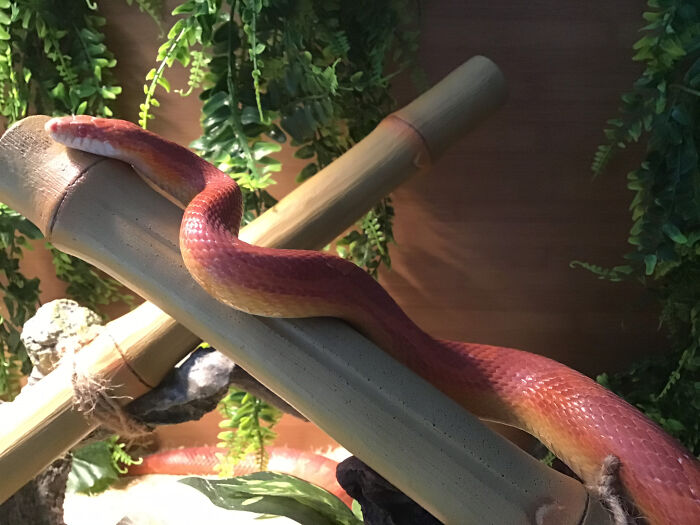 Hey Pandas, Tell Us About Your Pets (Closed) Hey Pandas, Tell Us About Your Pets (Closed)