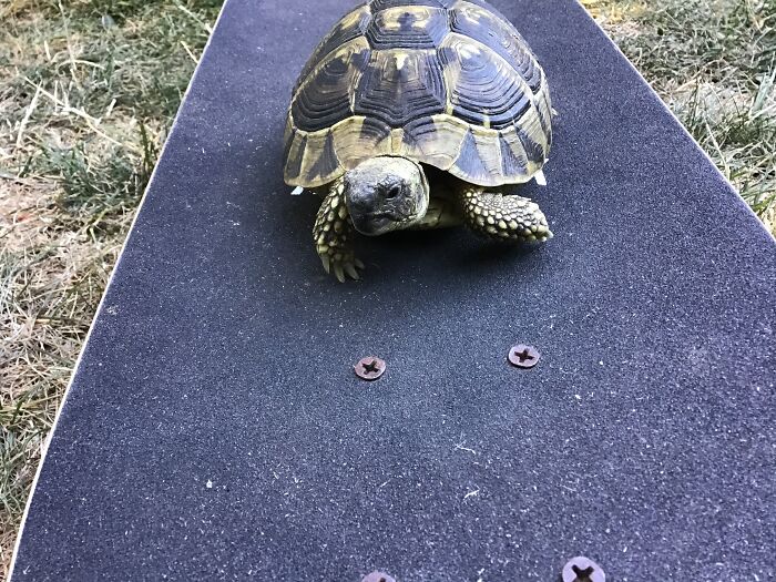 Hey Pandas, Post A Photo Of Your Pet Reptile (Closed)