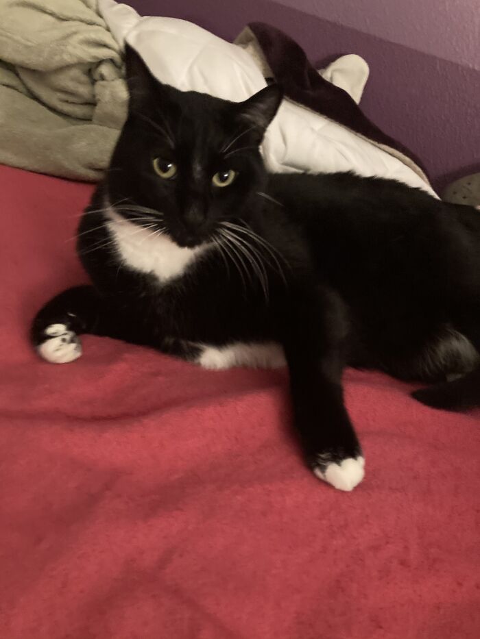 Hey Pandas, Show Your Cats (Closed) Hey Pandas, Show Your Cats (Closed)