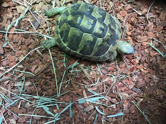 Hey Pandas, Share A Newly Adopted Pet (Closed)