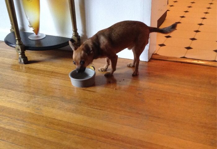 Hey Pandas, Post A Picture Of Your Pet Looking Guilty (Closed)