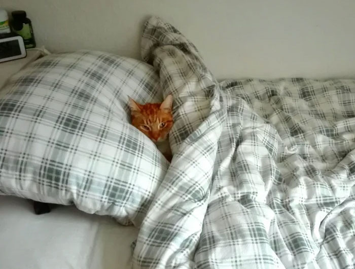 People In This Online Group Shared 50 Of The Coziest Tucked-In Kitties Ever People In This Online Group Shared 50 Of The Coziest Tucked-In Kitties Ever