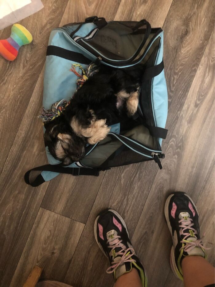 Hey Pandas, Show Us Your Roommate