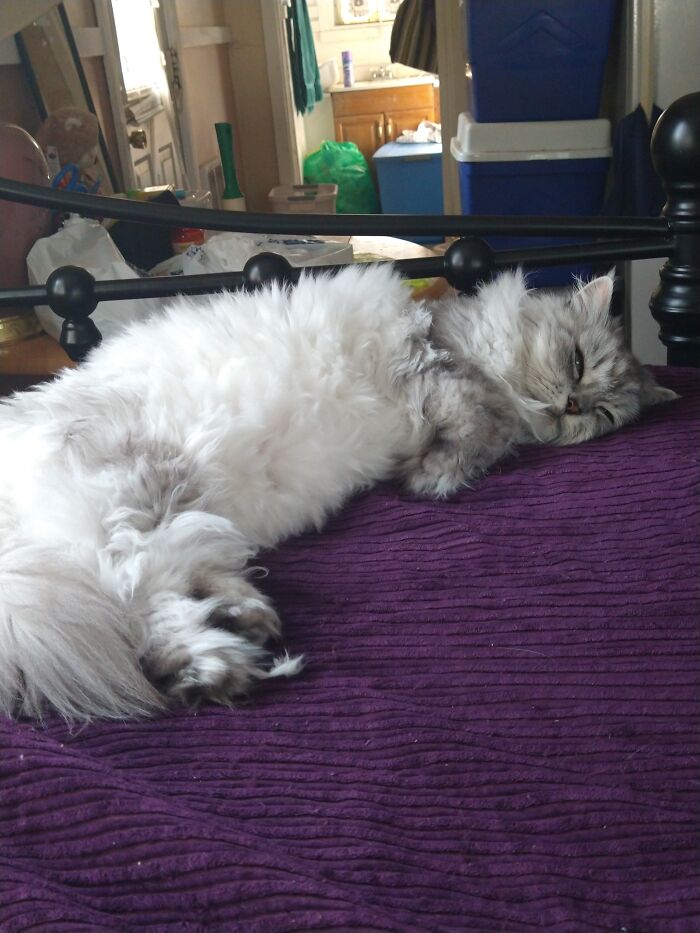 Hey Pandas, Show Us Your Roommate