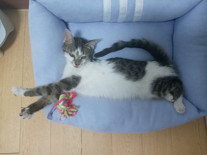 Hey Pandas, Post The Weirdest Thing Your Pets Ever Done (Closed) Hey Pandas, Post The Weirdest Thing Your Pets Ever Done (Closed)