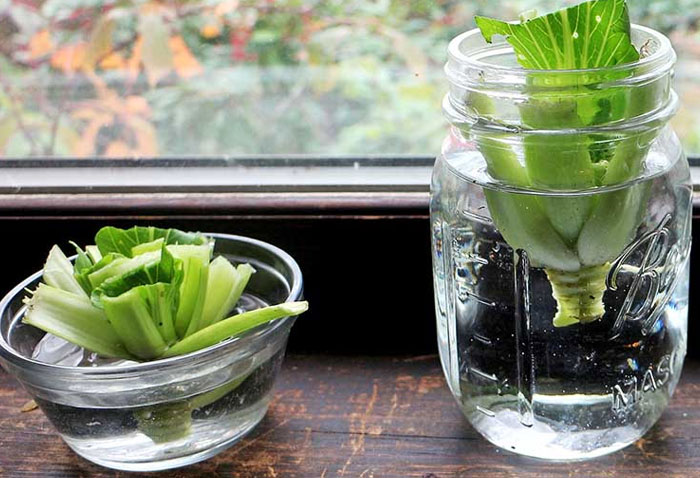 26 Foods You Can Regrow Instead Of Wasting 26 Foods You Can Regrow Instead Of Wasting