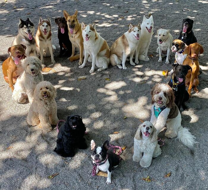 This Dog Daycare Center Manages The Impossible By Taking Perfect Group Dog Photos (30 Pics) This Dog Daycare Center Manages The Impossible By Taking Perfect Group Dog Photos (30 Pics)