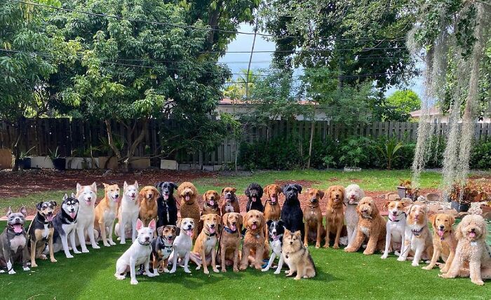 This Dog Daycare Center Manages The Impossible By Taking Perfect Group Dog Photos (30 Pics) This Dog Daycare Center Manages The Impossible By Taking Perfect Group Dog Photos (30 Pics)
