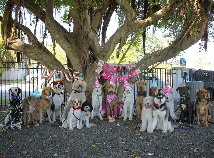 This Dog Daycare Center Manages The Impossible By Taking Perfect Group Dog Photos (30 Pics) This Dog Daycare Center Manages The Impossible By Taking Perfect Group Dog Photos (30 Pics)