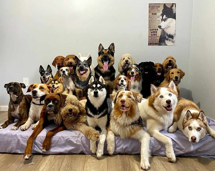 This Dog Daycare Center Manages The Impossible By Taking Perfect Group Dog Photos (30 Pics) This Dog Daycare Center Manages The Impossible By Taking Perfect Group Dog Photos (30 Pics)