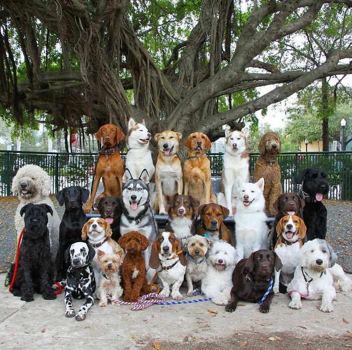 This Dog Daycare Center Manages The Impossible By Taking Perfect Group Dog Photos (30 Pics) This Dog Daycare Center Manages The Impossible By Taking Perfect Group Dog Photos (30 Pics)
