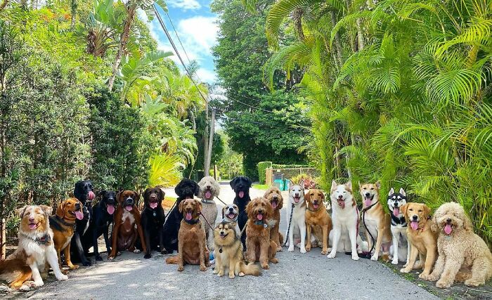 This Dog Daycare Center Manages The Impossible By Taking Perfect Group Dog Photos (30 Pics) This Dog Daycare Center Manages The Impossible By Taking Perfect Group Dog Photos (30 Pics)