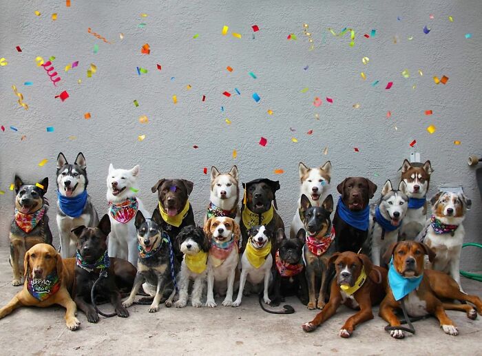 This Dog Daycare Center Manages The Impossible By Taking Perfect Group Dog Photos (30 Pics) This Dog Daycare Center Manages The Impossible By Taking Perfect Group Dog Photos (30 Pics)