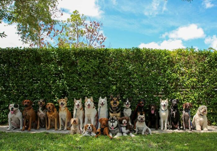 This Dog Daycare Center Manages The Impossible By Taking Perfect Group Dog Photos (30 Pics) This Dog Daycare Center Manages The Impossible By Taking Perfect Group Dog Photos (30 Pics)