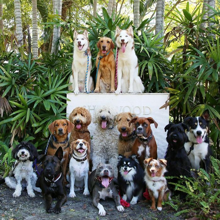 This Dog Daycare Center Manages The Impossible By Taking Perfect Group Dog Photos (30 Pics) This Dog Daycare Center Manages The Impossible By Taking Perfect Group Dog Photos (30 Pics)