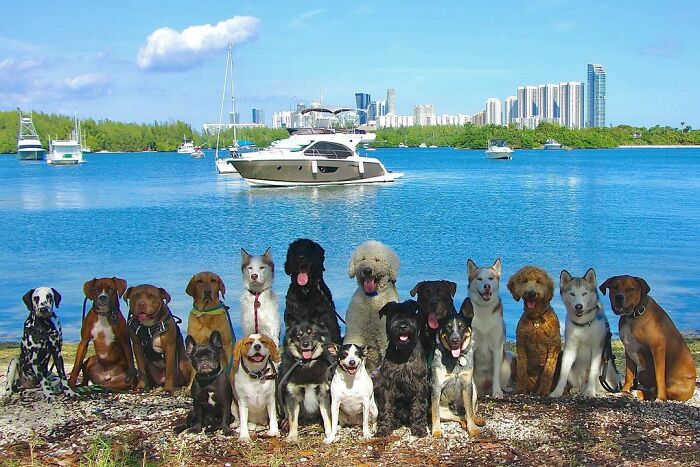 This Dog Daycare Center Manages The Impossible By Taking Perfect Group Dog Photos (30 Pics) This Dog Daycare Center Manages The Impossible By Taking Perfect Group Dog Photos (30 Pics)