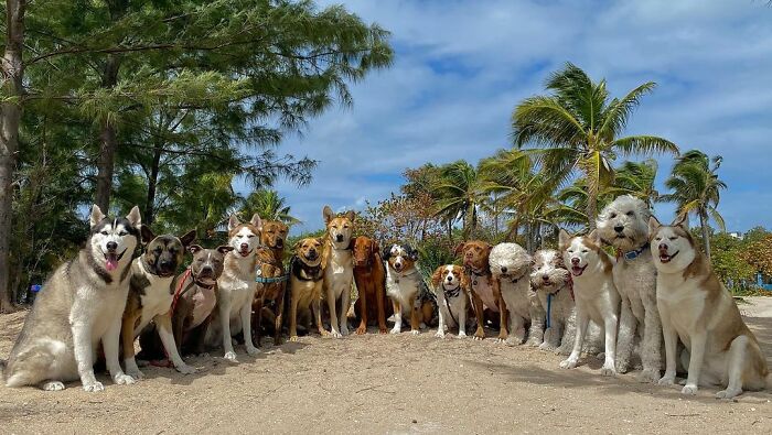 This Dog Daycare Center Manages The Impossible By Taking Perfect Group Dog Photos (30 Pics) This Dog Daycare Center Manages The Impossible By Taking Perfect Group Dog Photos (30 Pics)