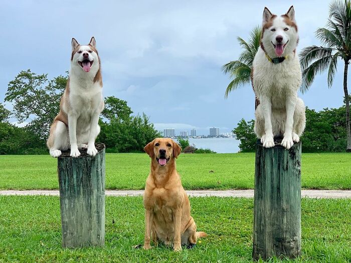 This Dog Daycare Center Manages The Impossible By Taking Perfect Group Dog Photos (30 Pics) This Dog Daycare Center Manages The Impossible By Taking Perfect Group Dog Photos (30 Pics)