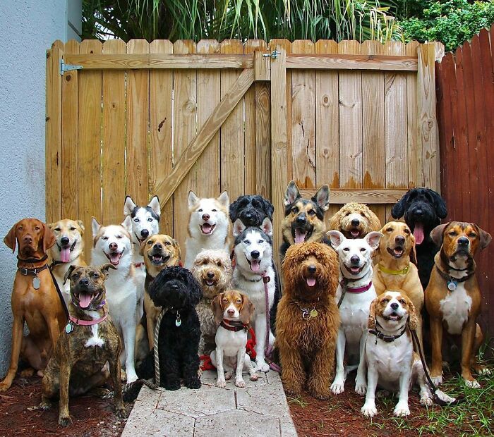 This Dog Daycare Center Manages The Impossible By Taking Perfect Group Dog Photos (30 Pics) This Dog Daycare Center Manages The Impossible By Taking Perfect Group Dog Photos (30 Pics)