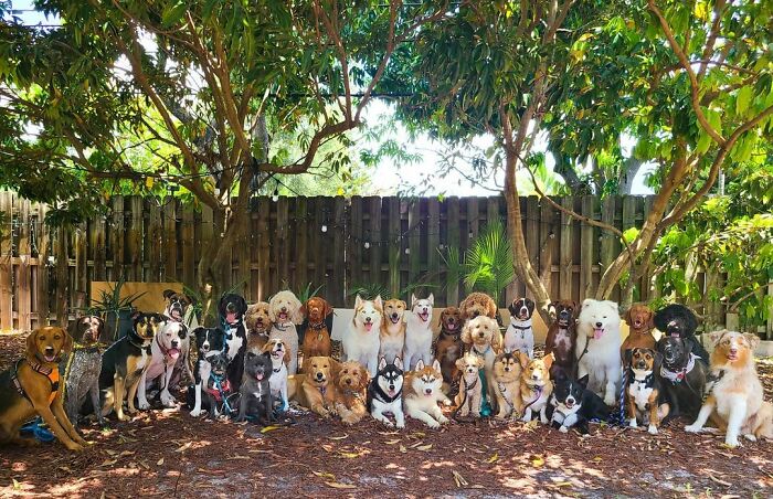 This Dog Daycare Center Manages The Impossible By Taking Perfect Group Dog Photos (30 Pics) This Dog Daycare Center Manages The Impossible By Taking Perfect Group Dog Photos (30 Pics)