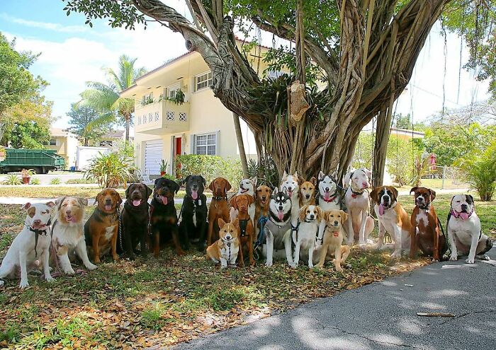 This Dog Daycare Center Manages The Impossible By Taking Perfect Group Dog Photos (30 Pics) This Dog Daycare Center Manages The Impossible By Taking Perfect Group Dog Photos (30 Pics)