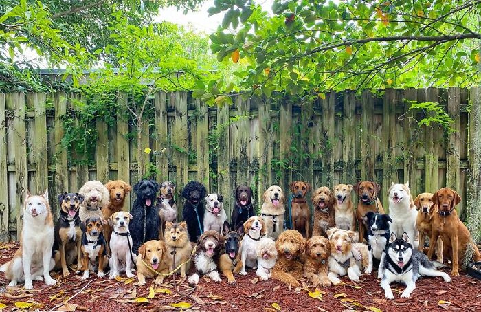 This Dog Daycare Center Manages The Impossible By Taking Perfect Group Dog Photos (30 Pics) This Dog Daycare Center Manages The Impossible By Taking Perfect Group Dog Photos (30 Pics)