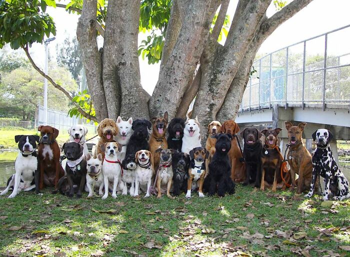 This Dog Daycare Center Manages The Impossible By Taking Perfect Group Dog Photos (30 Pics) This Dog Daycare Center Manages The Impossible By Taking Perfect Group Dog Photos (30 Pics)