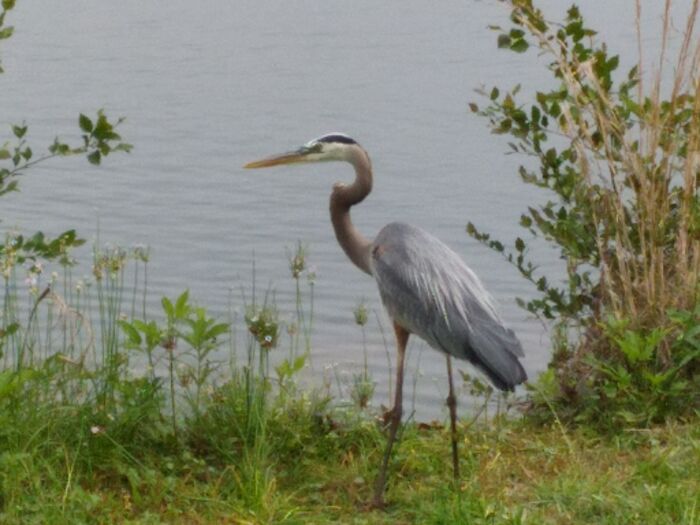 Hey Pandas, Post A Unique Wild Animal That You’ve Found Hey Pandas, Post A Unique Wild Animal That You’ve Found