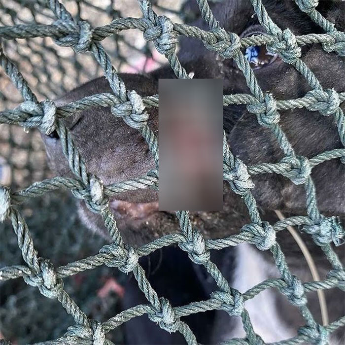 We Found A Poor Dog Bound With A Fishing Line, We Saved Her And Helped Her Heal We Found A Poor Dog Bound With A Fishing Line, We Saved Her And Helped Her Heal