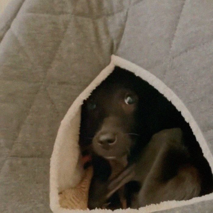 We Found A Poor Dog Bound With A Fishing Line, We Saved Her And Helped Her Heal We Found A Poor Dog Bound With A Fishing Line, We Saved Her And Helped Her Heal