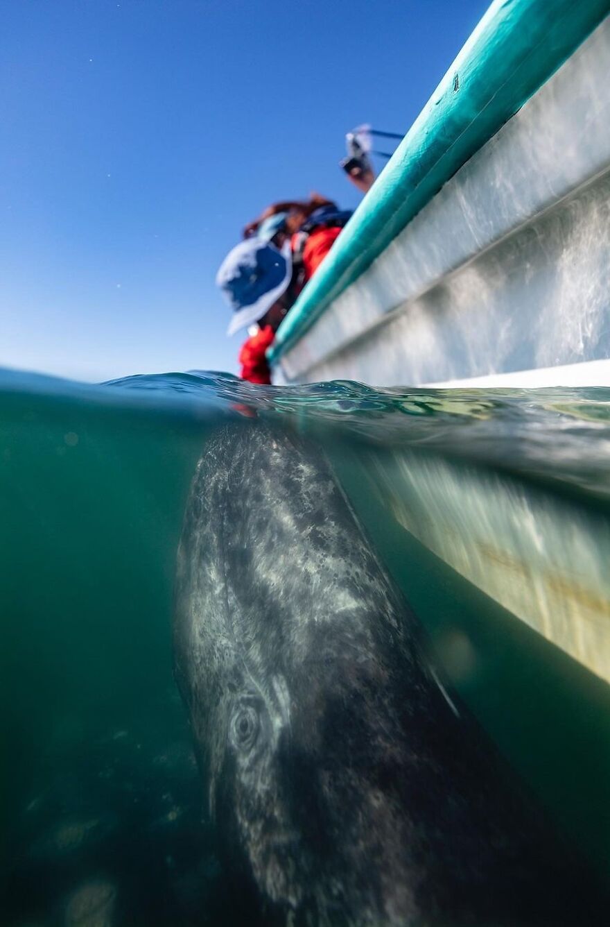 Photographer Spots Sneaky Grey Whale Next To Unsuspecting Whale Watchers Photographer Spots Sneaky Grey Whale Next To Unsuspecting Whale Watchers