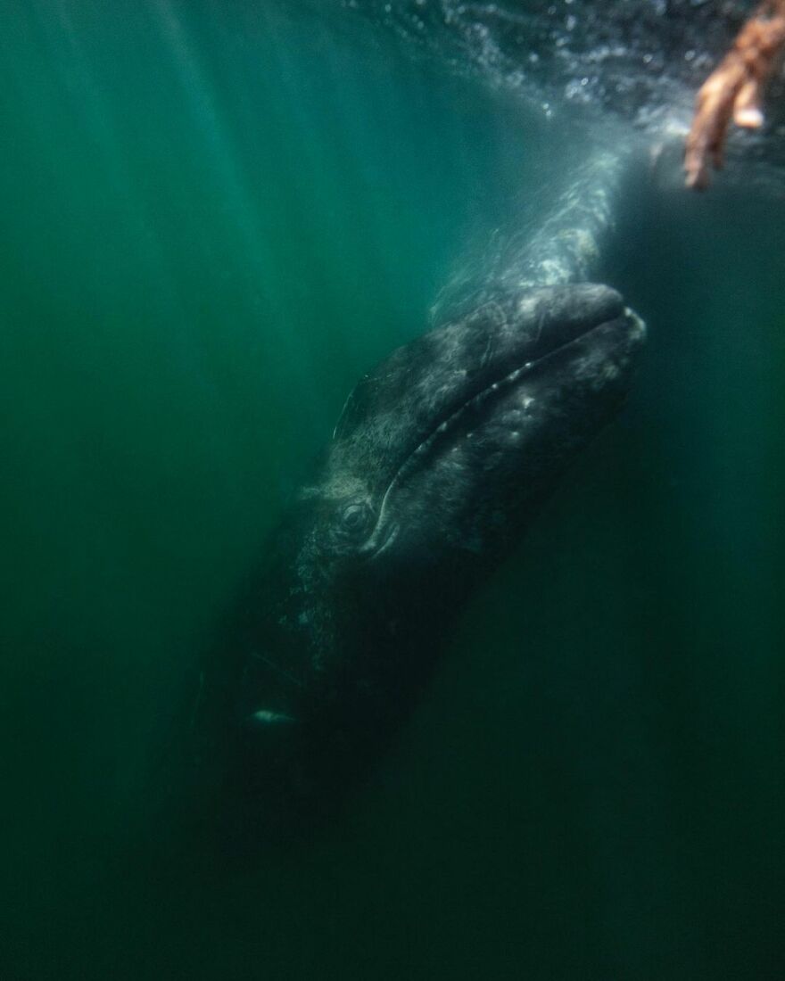 Photographer Spots Sneaky Grey Whale Next To Unsuspecting Whale Watchers Photographer Spots Sneaky Grey Whale Next To Unsuspecting Whale Watchers