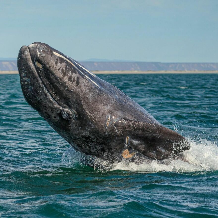 Photographer Spots Sneaky Grey Whale Next To Unsuspecting Whale Watchers Photographer Spots Sneaky Grey Whale Next To Unsuspecting Whale Watchers