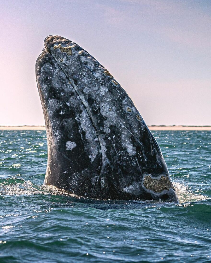 Photographer Spots Sneaky Grey Whale Next To Unsuspecting Whale Watchers Photographer Spots Sneaky Grey Whale Next To Unsuspecting Whale Watchers