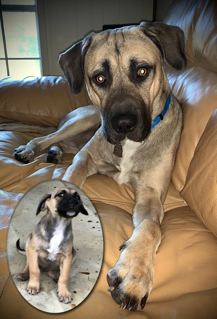 Hey Pandas, Show Me A Picture Of Your Rescue Pet (Closed) Hey Pandas, Show Me A Picture Of Your Rescue Pet (Closed)