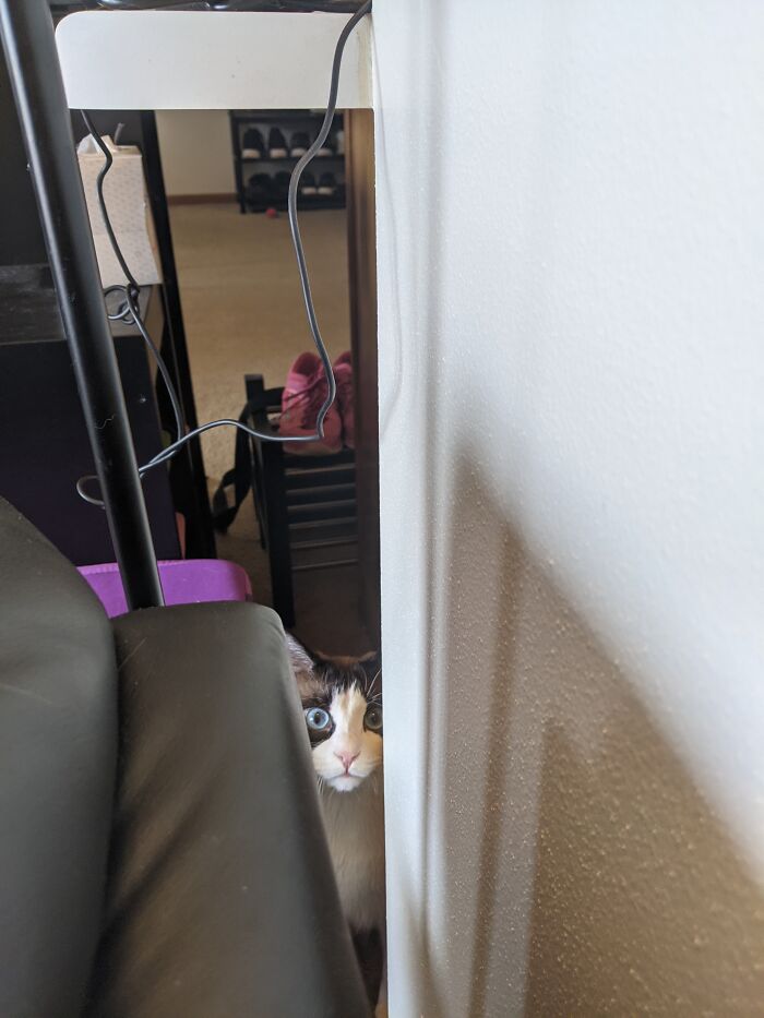 Hey Pandas, Show Me A Picture Of Your Rescue Pet (Closed) Hey Pandas, Show Me A Picture Of Your Rescue Pet (Closed)