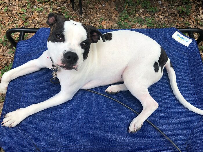 Hey Pandas, Show Me A Picture Of Your Rescue Pet (Closed) Hey Pandas, Show Me A Picture Of Your Rescue Pet (Closed)