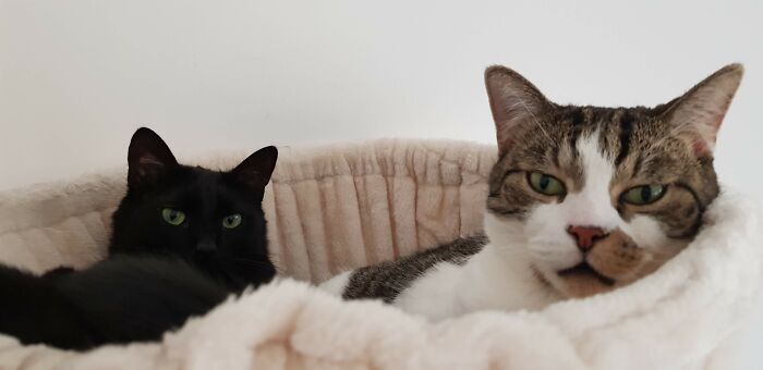 Hey Pandas, Show Me A Picture Of Your Rescue Pet (Closed) Hey Pandas, Show Me A Picture Of Your Rescue Pet (Closed)