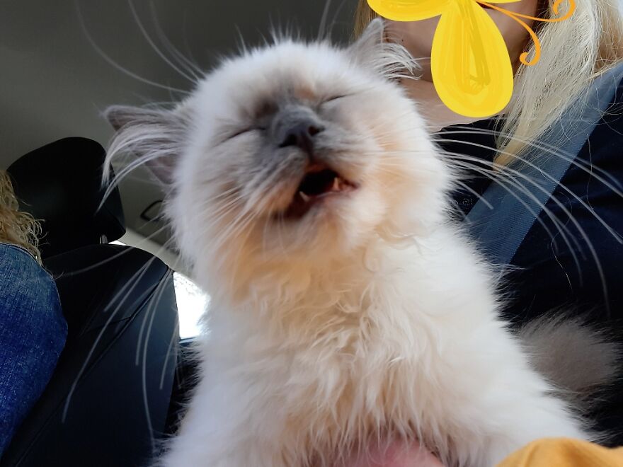 Hey Pandas, Post A Picture Of Your Pet Pulling Its Silliest Face (Closed) Hey Pandas, Post A Picture Of Your Pet Pulling Its Silliest Face (Closed)