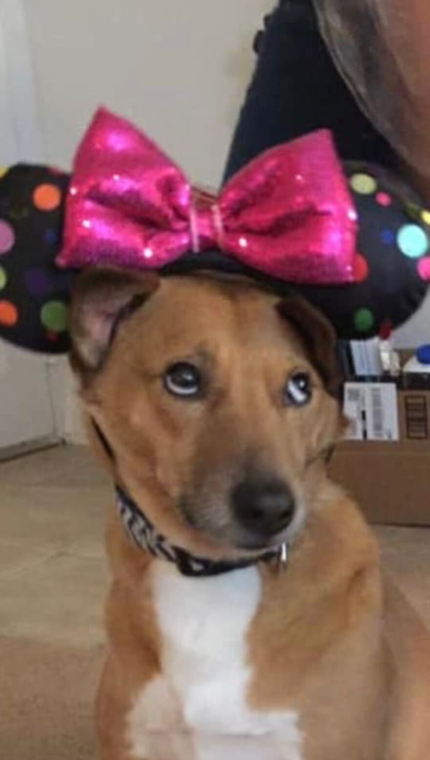 Hey Pandas, Post A Picture Of Your Pet Pulling Its Silliest Face (Closed) Hey Pandas, Post A Picture Of Your Pet Pulling Its Silliest Face (Closed)